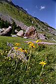 Val Malenco - Verso il Rifugio Bosio, Arnica Montana